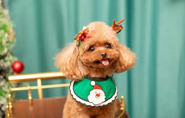 Look, dog, deer, Christmas, costume, puppy, New year, Santa