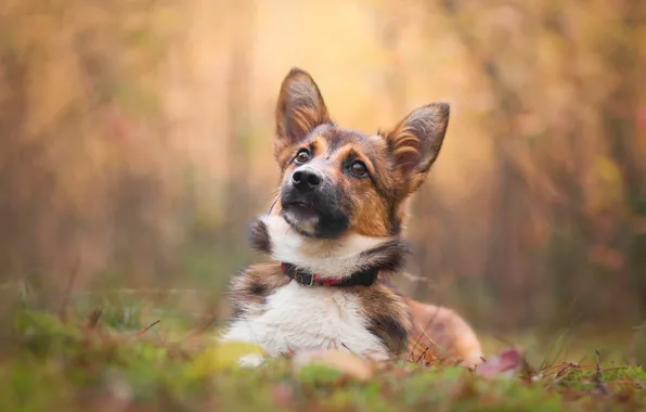 Autumn, face, dog, puppy, bokeh