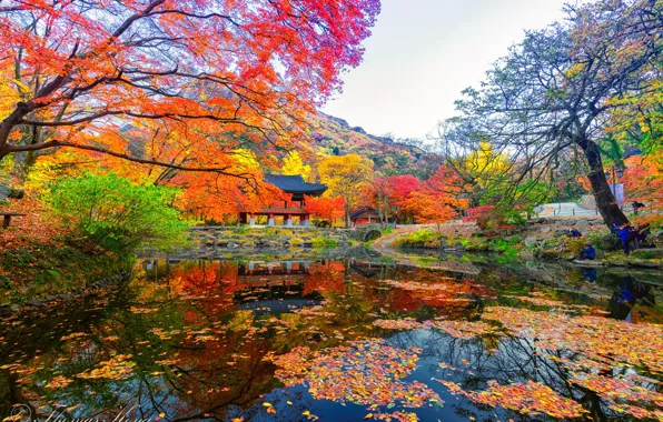 Picture pond, gazebo, South Korea, the colors of autumn, South Korea, Naejangasan
