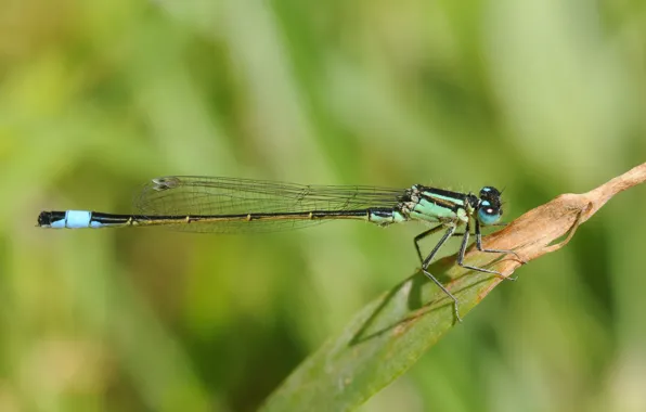 Sheet, green, dragonfly