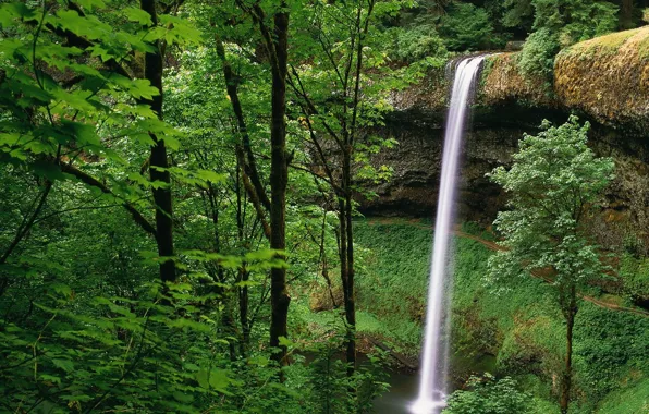 Greens, forest, Waterfall