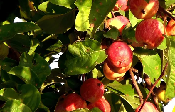 Summer, fruit, Apples