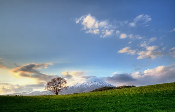 Field, trees, landscape, nature