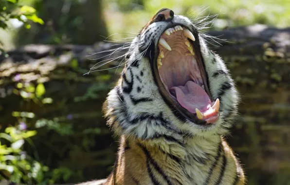 Language, face, tiger, predator, mouth, fangs, wild cat, yawns