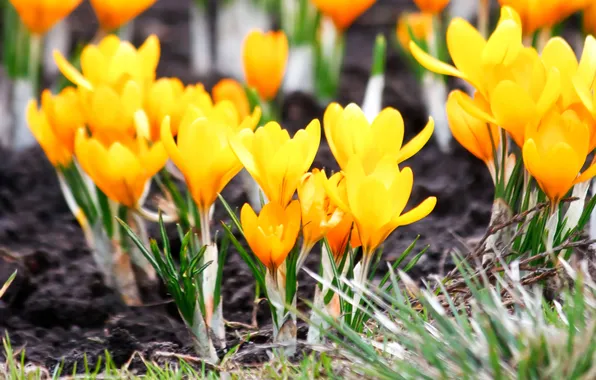 Picture macro, flowers, spring, crocuses, yellow, Yellow flowers