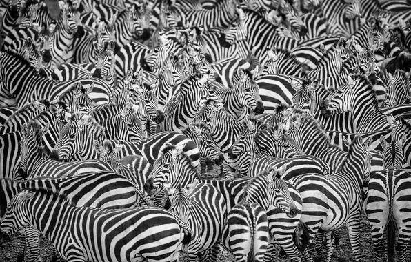 Picture nature, background, Zebra