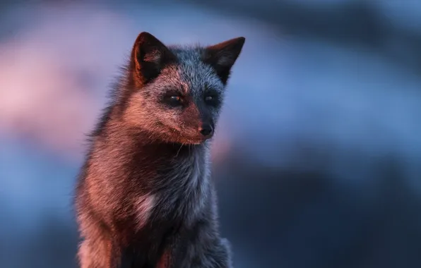 Face, background, Fox, Silver Fox