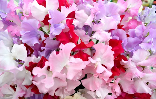 Flowers, carpet, petals, garden, flowerbed