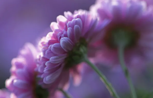 Picture purple, flowers, background, petals, pink, Chrysanthemum