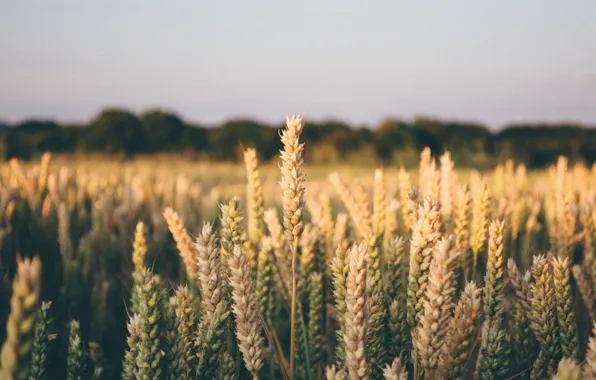 Picture horizon, spikelets, a lot