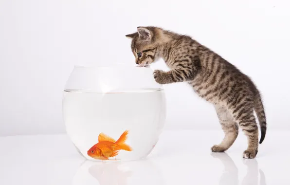 Picture cat, cat, aquarium, goldfish, white background, kitty