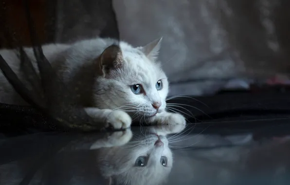 Cat, white, cat, look, pose, fabric, lies, white