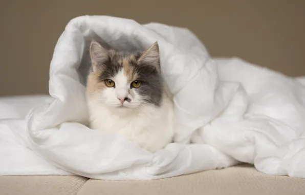 Cat, cat, blanket