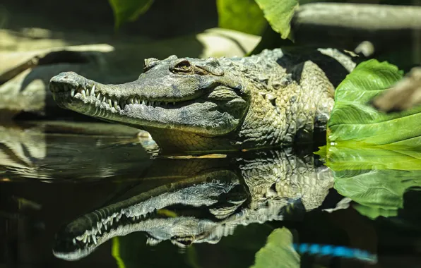 Face, leaves, reflection, teeth, crocodile, pond, mirror, Caiman