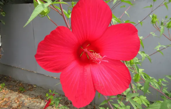 Hibiscus, Meduzanol ©, summer 2018