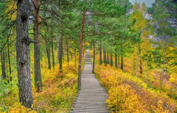Autumn, forest, grass, trees, nature, track, pine, autumn forest