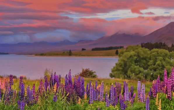 Greens, forest, summer, the sky, clouds, sunset, flowers, mountains