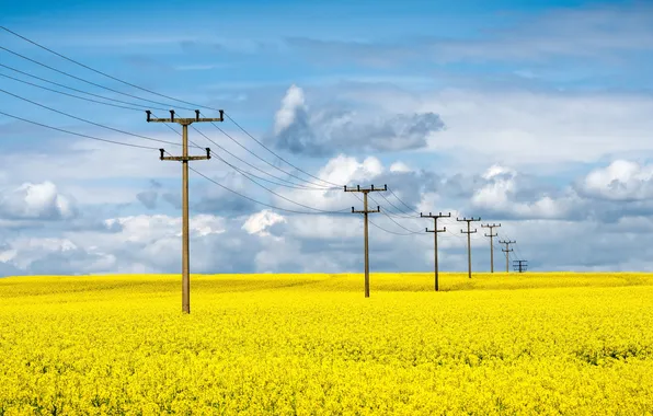 Field, summer, power lines, rape