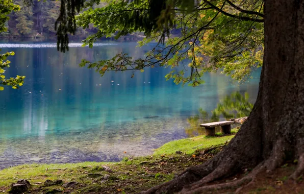 Picture shop, nature, tree, lake, landscape