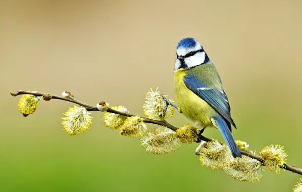 Bird, branch, Verba, tit, blue tit