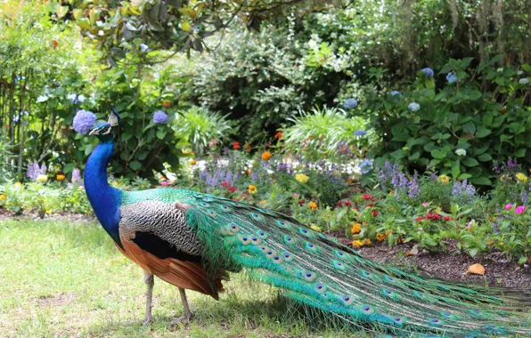 Flowers, nature, Bird, tail, peacock