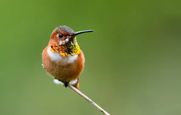 Picture birds, branch, Hummingbird