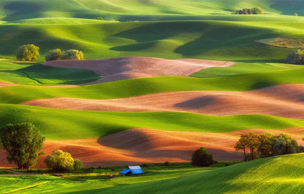 Picture trees, hills, field, house, USA, carpets, Steptoe Butte State Park