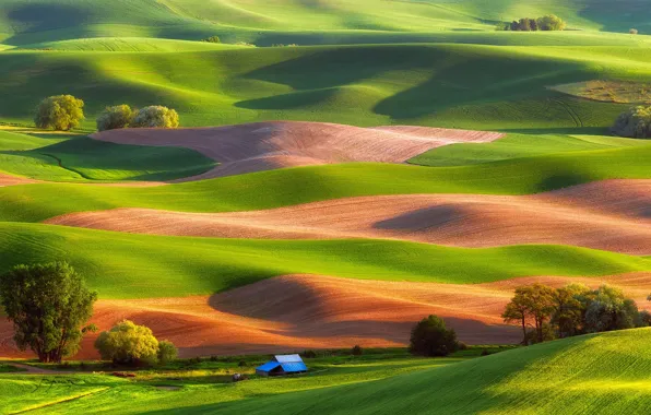 Trees, hills, field, house, USA, carpets, Steptoe Butte State Park