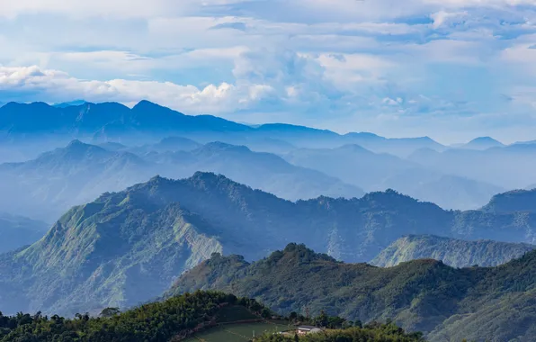 Tree, tea, tropical, taiwan, sky valley, asian mountain, alishan taiwan, taiwan landscape