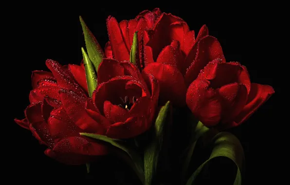 Water, drops, tulips, red, black background