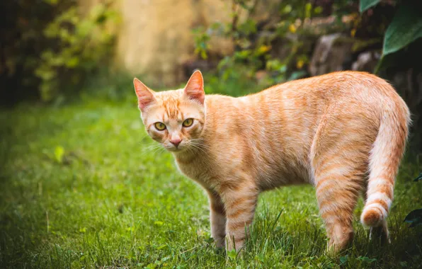 Picture greens, cat, summer, grass, cat, look, face, leaves
