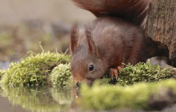 Water, trees, moss, protein, drink