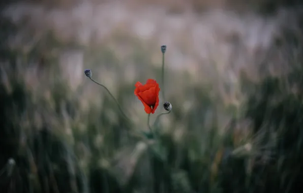 Flowers, red, Mac, petals