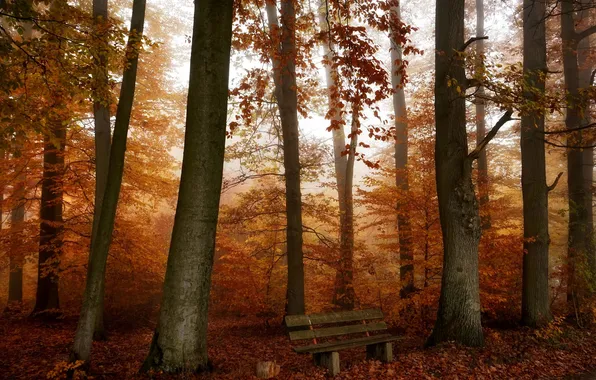 Picture autumn, forest, bench