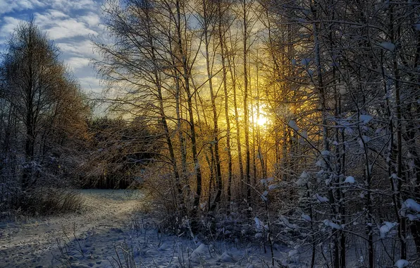 Picture winter, forest, the sun, snow, landscape
