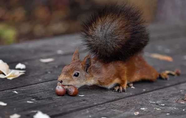 Pose, Board, protein, tail, nuts, bokeh, hazelnuts, meal