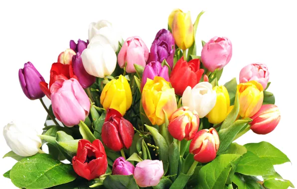 Picture flowers, bouquet, color, tulip