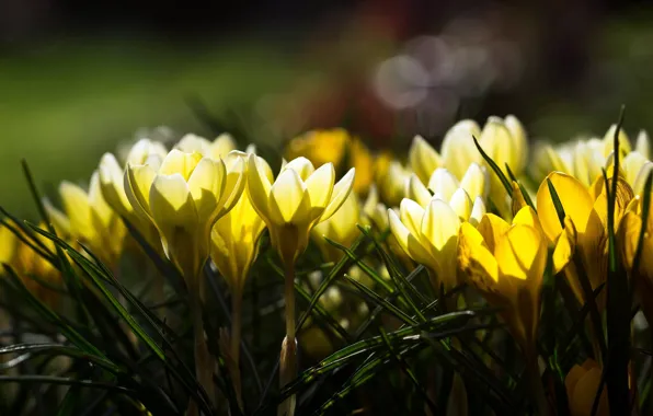 Light, flowers, glare, yellow, crocuses, spring