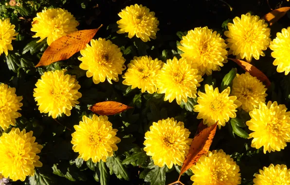 Picture grass, flowers, yellow, widescreen, Wallpaper, wallpaper, widescreen, background