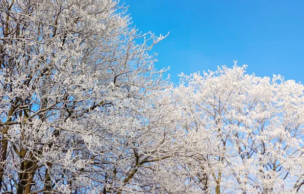 White, sky, winter, snow, tree, cold, frost, twig