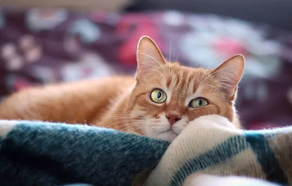 Cat, cat, look, face, comfort, heat, background, stay