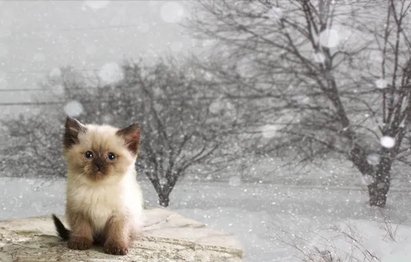 Winter, cat, kitty