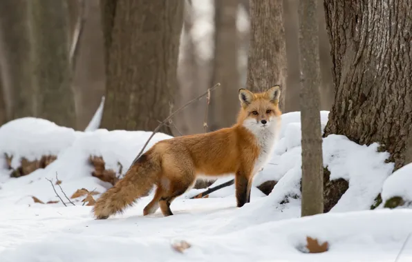 Picture winter, forest, look, snow, trees, Fox, red