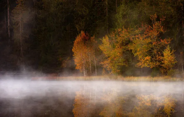 Autumn, forest, light, trees, nature, fog, lake, river