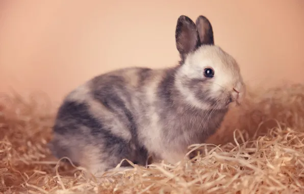 Look, pose, hare, rabbit, muzzle, Bunny, rabbit, hare