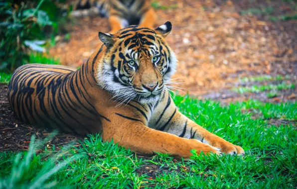 Grass, look, tiger, glade, paws, lies