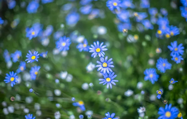 Flowers, glade, chamomile, treatment, blur, garden, meadow, blue
