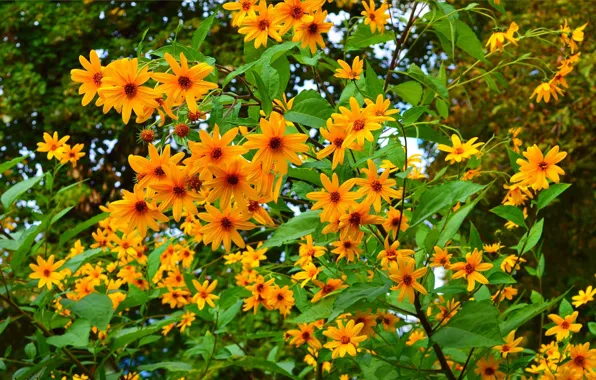 Picture Flowers, Colors, Yellow flowers, Yellow flowers