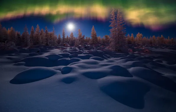 Winter, forest, the sky, snow, trees, night, Northern lights, the snow