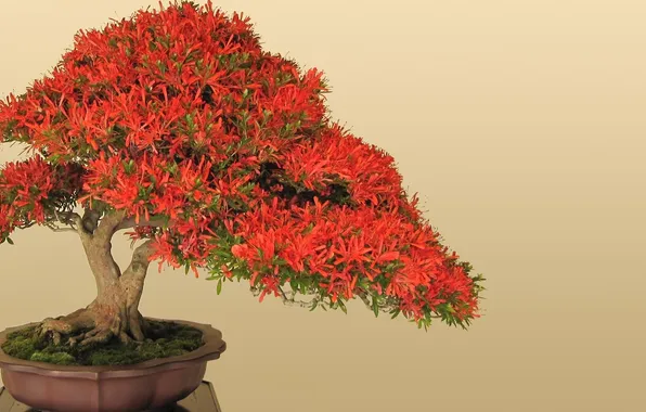 Tree, red, bonsai, pot, leaves